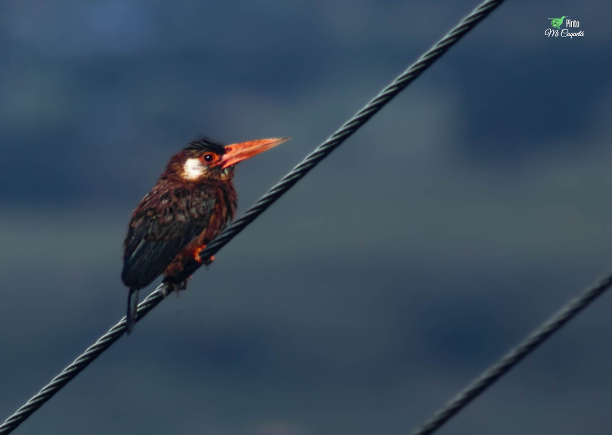 White-eared Jacamar - ML642535231