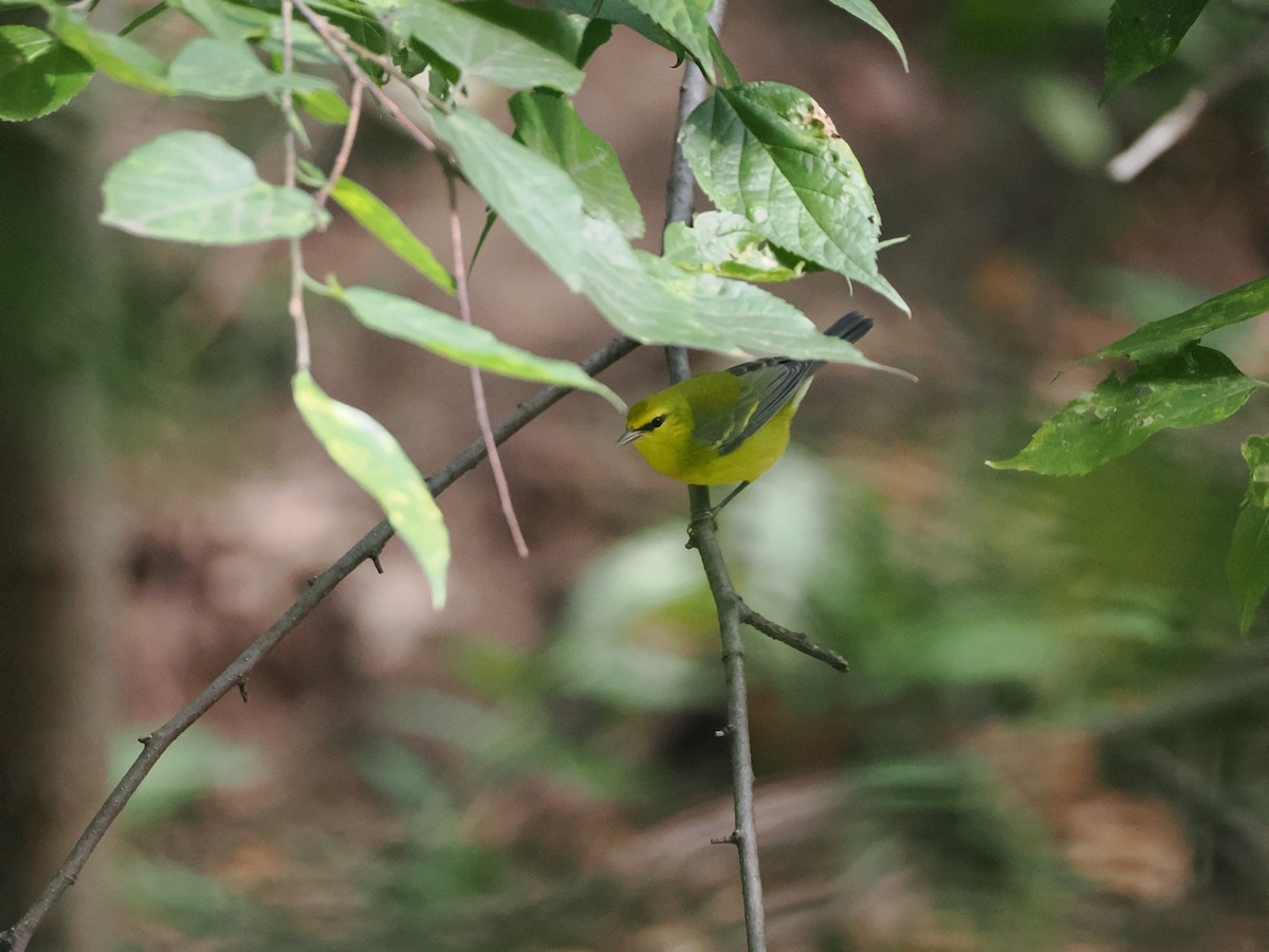 blåvingeparula - ML642535283