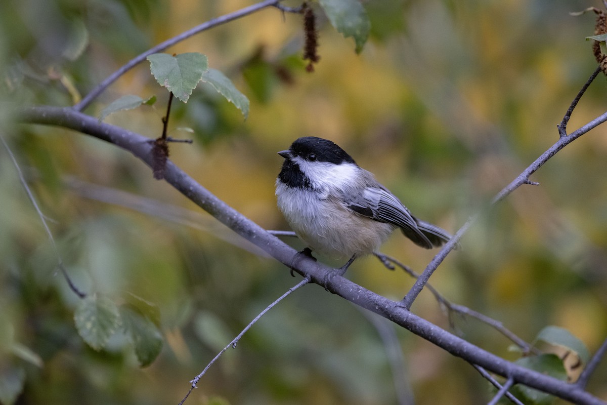 Black-capped Chickadee - ML642535284