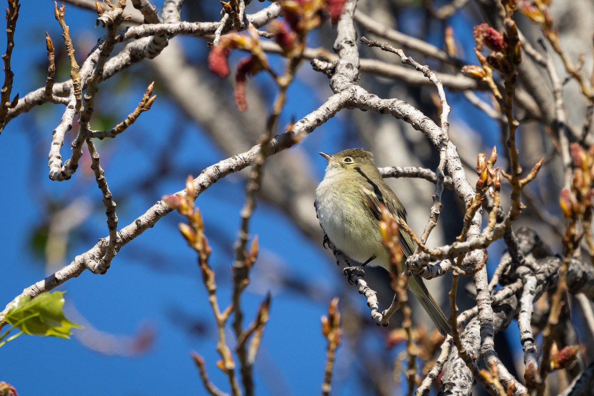 White-crested Elaenia (Chilean) - ML642535295