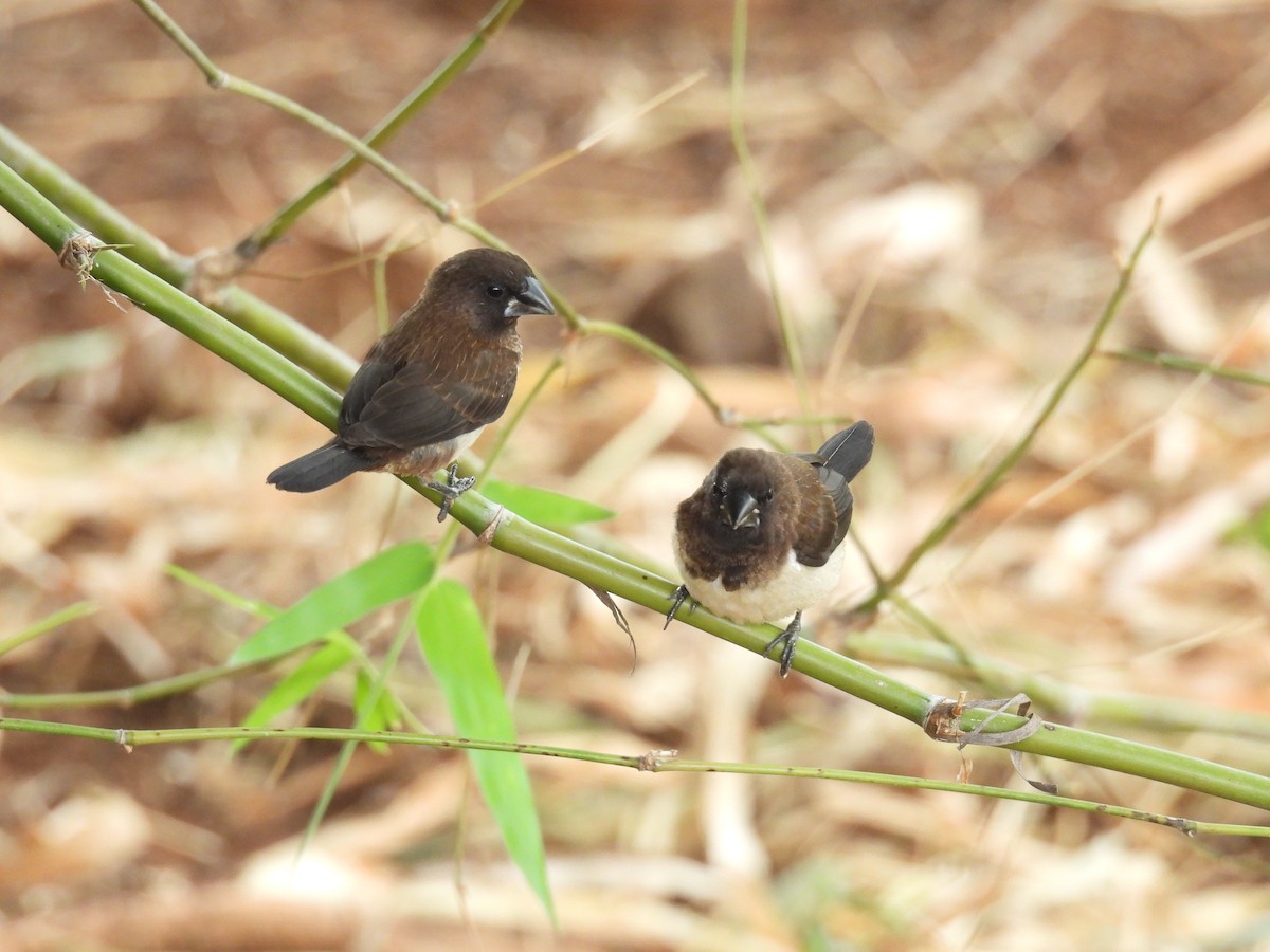 White-rumped Munia - ML642535312