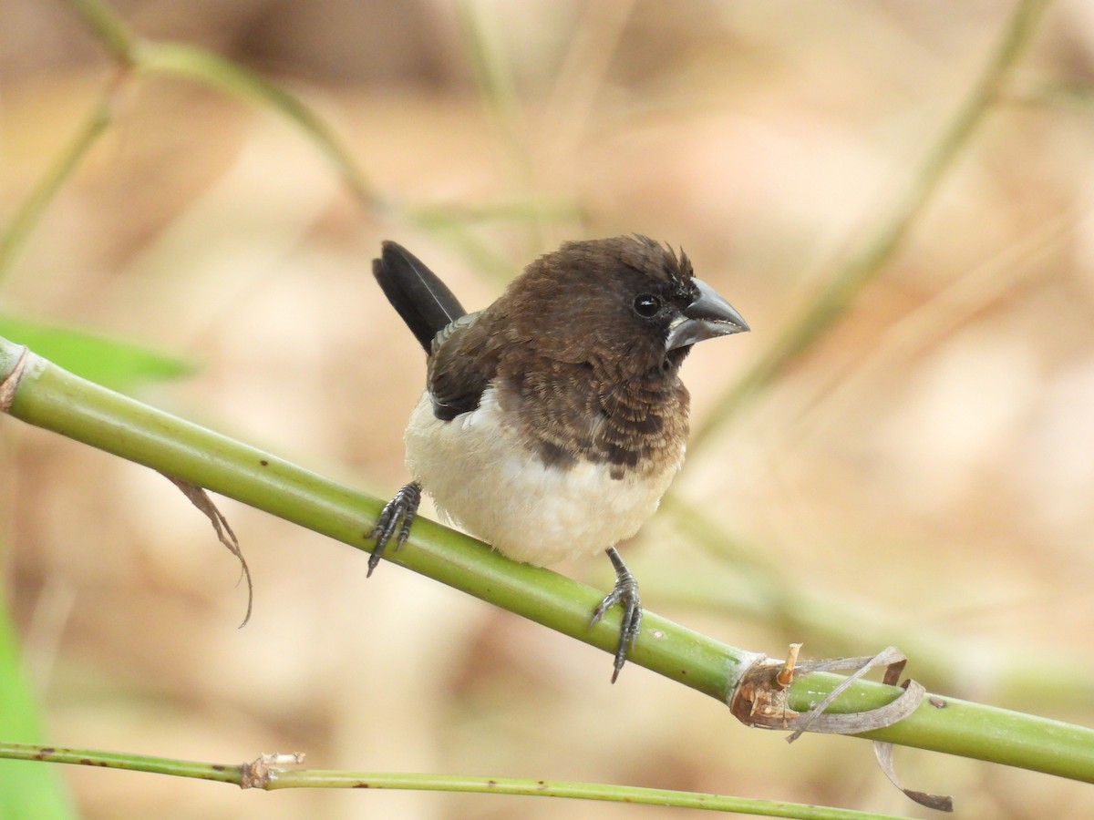 White-rumped Munia - ML642535313