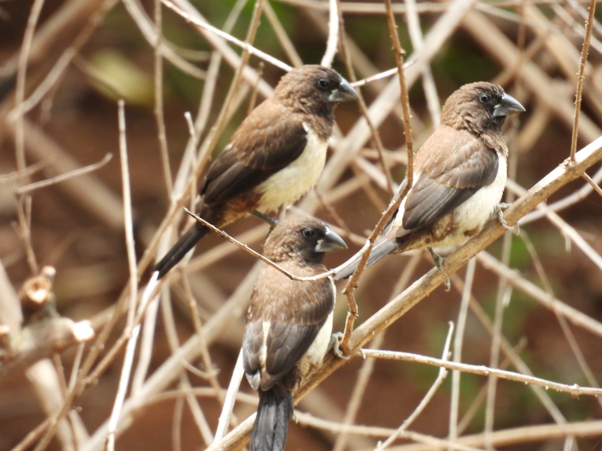 White-rumped Munia - ML642535314