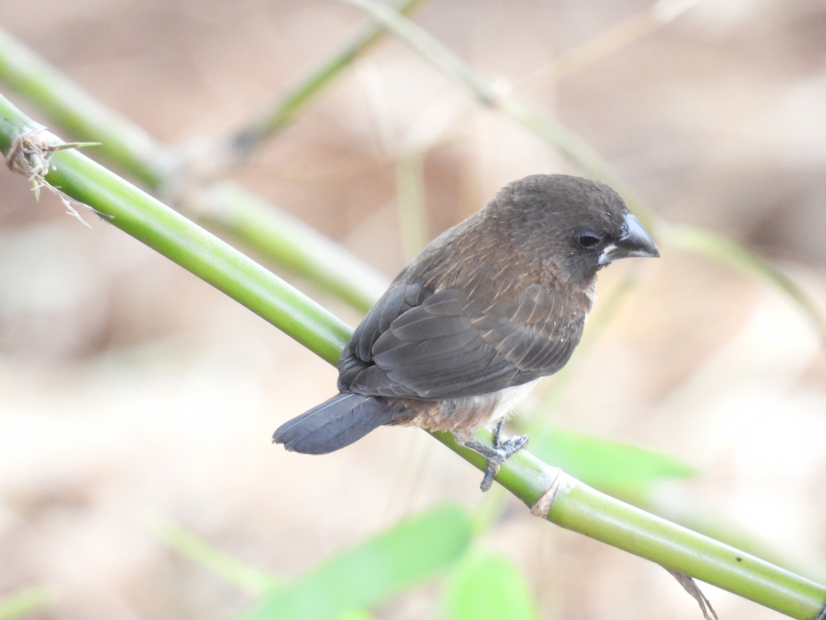 White-rumped Munia - ML642535315