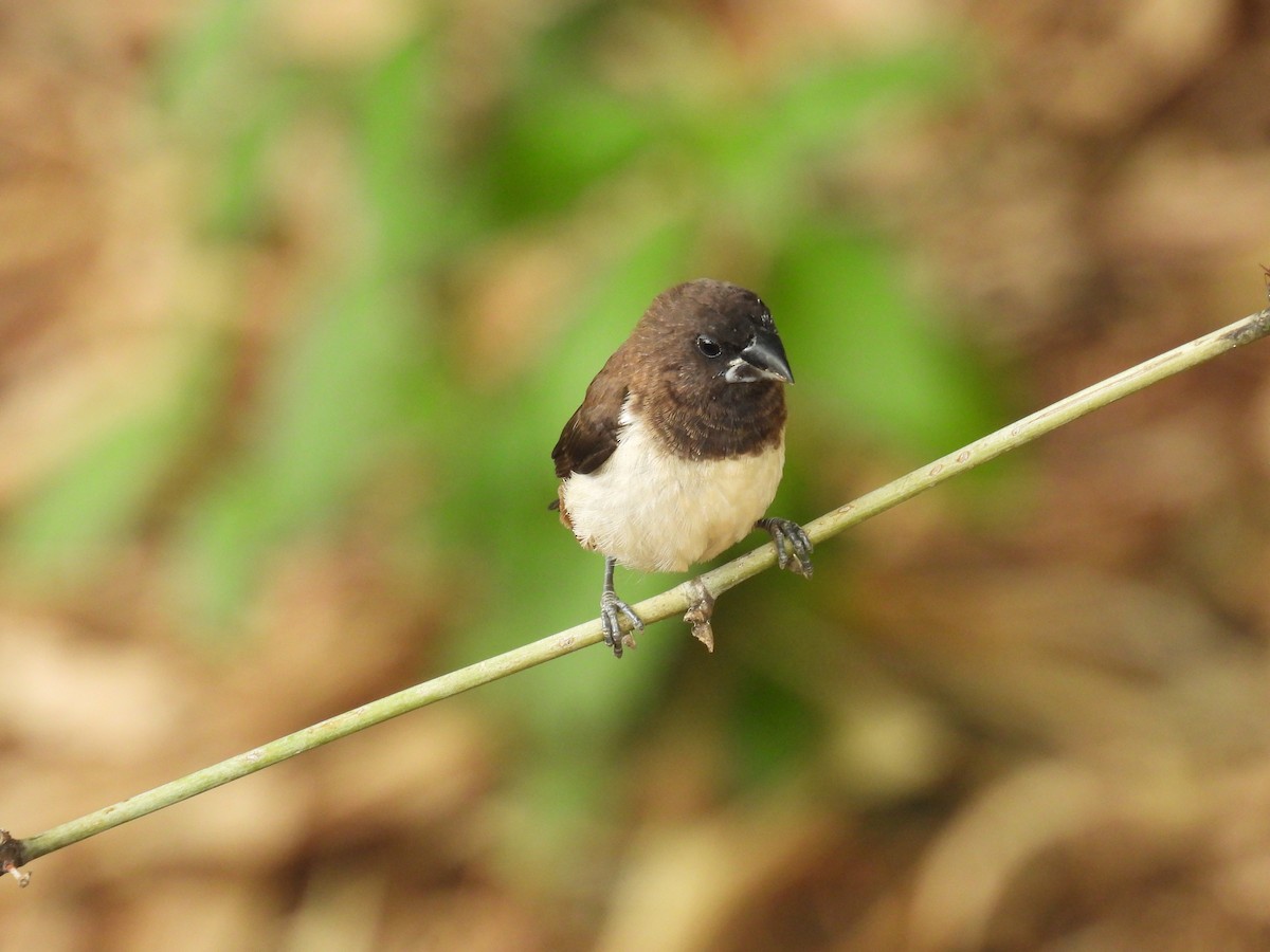 White-rumped Munia - ML642535316