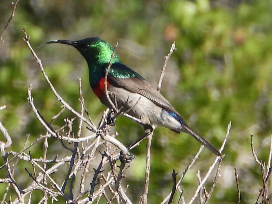 Southern Double-collared Sunbird - ML642535319