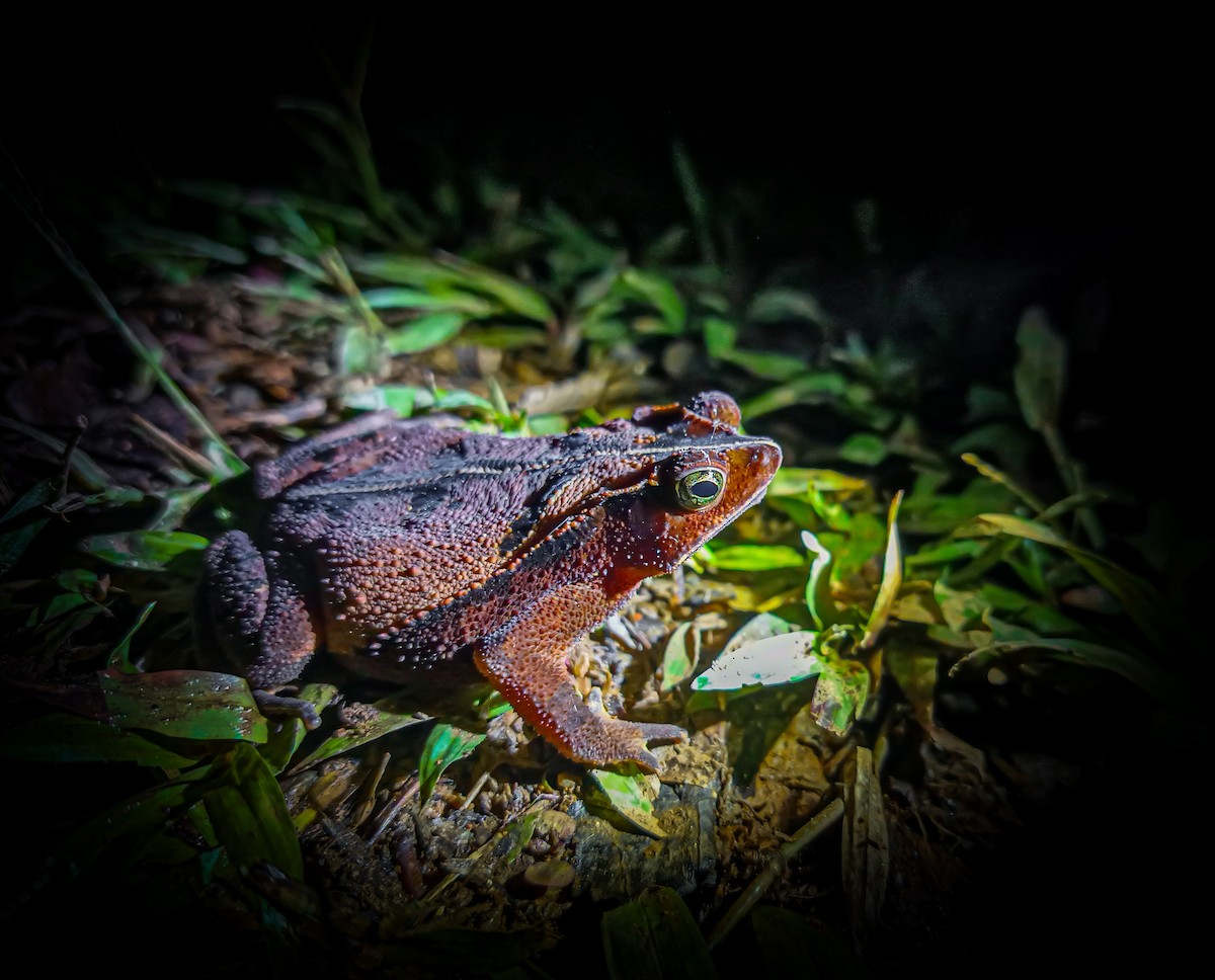 Animals - ML642535329