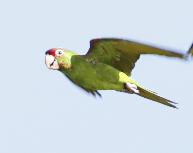 Red-masked Parakeet - ML642535340