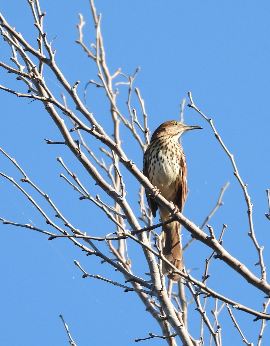 Brown Thrasher - ML642535361