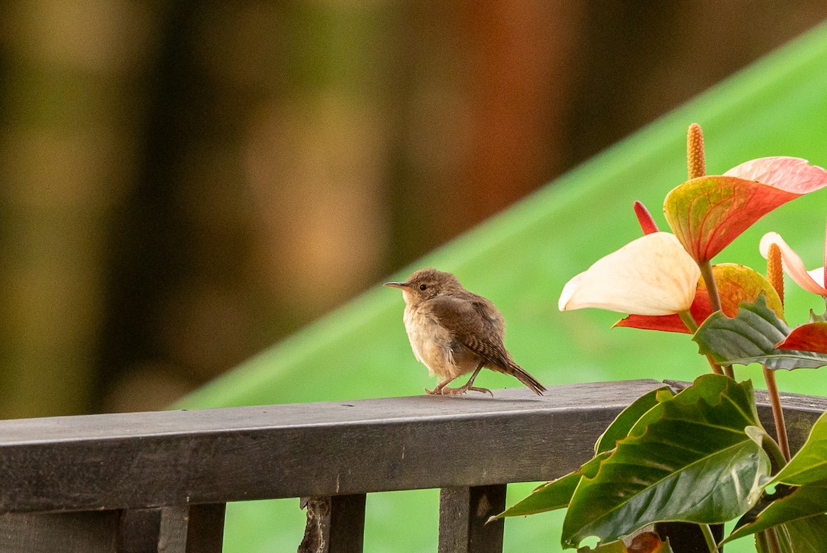 Southern House Wren - ML642535368