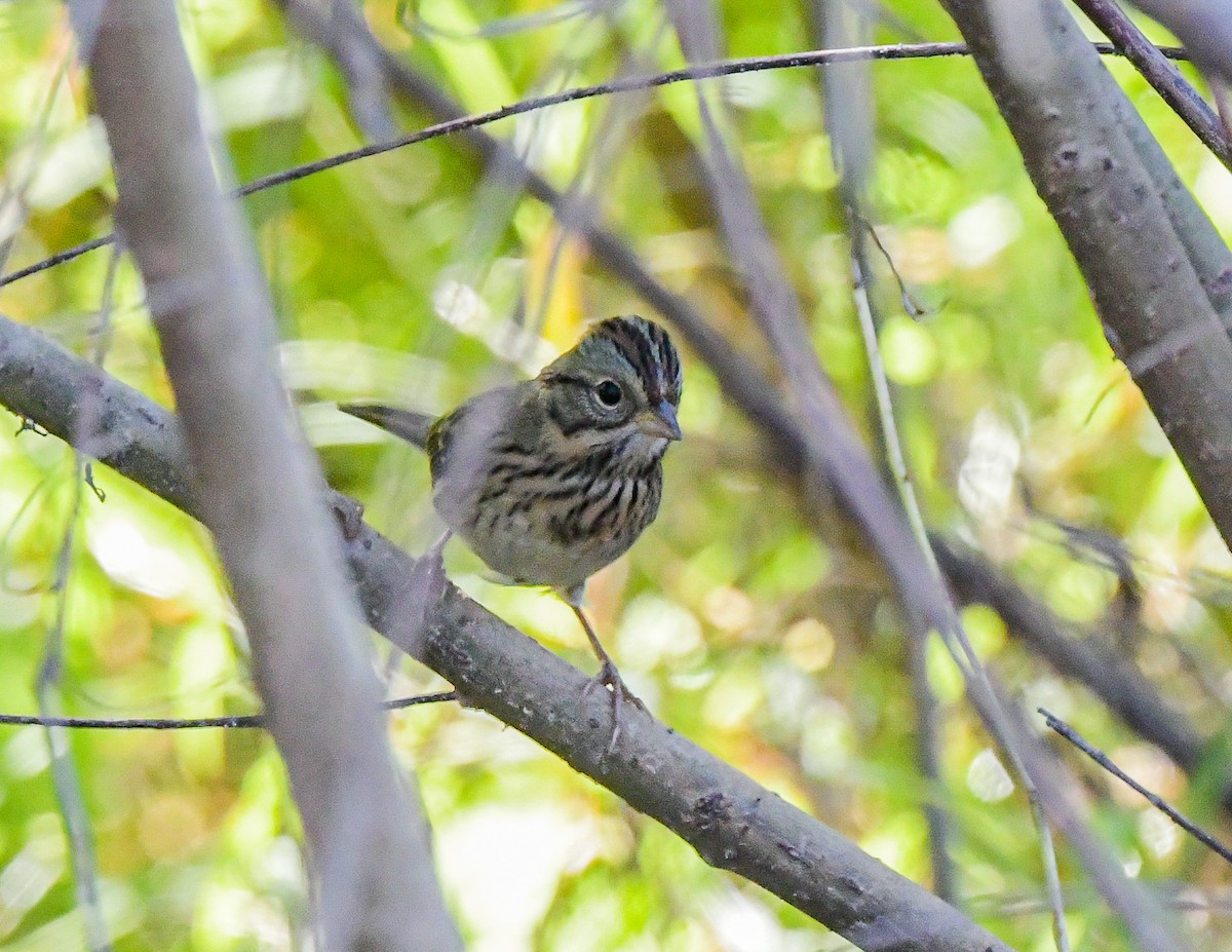 Lincoln's Sparrow - ML642535374