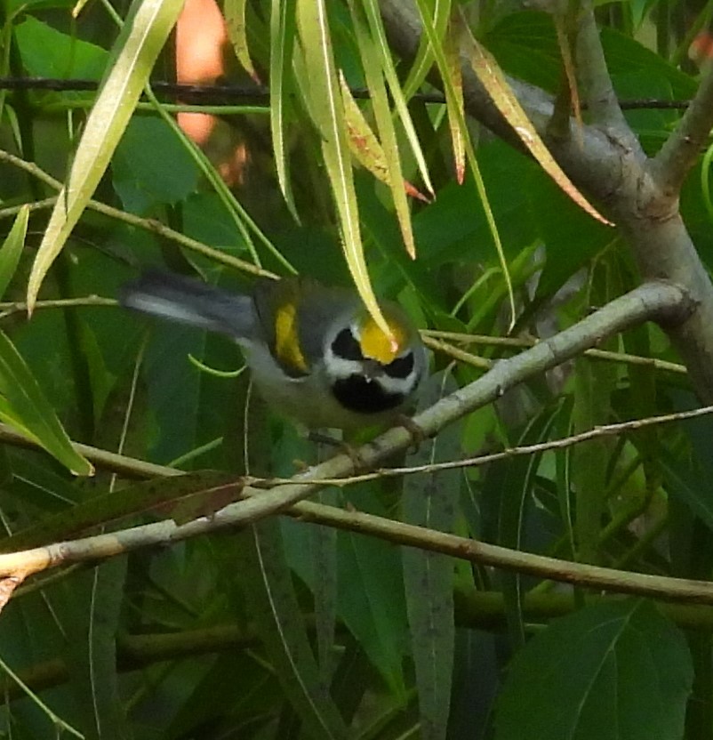 Golden-winged Warbler - ML642535376