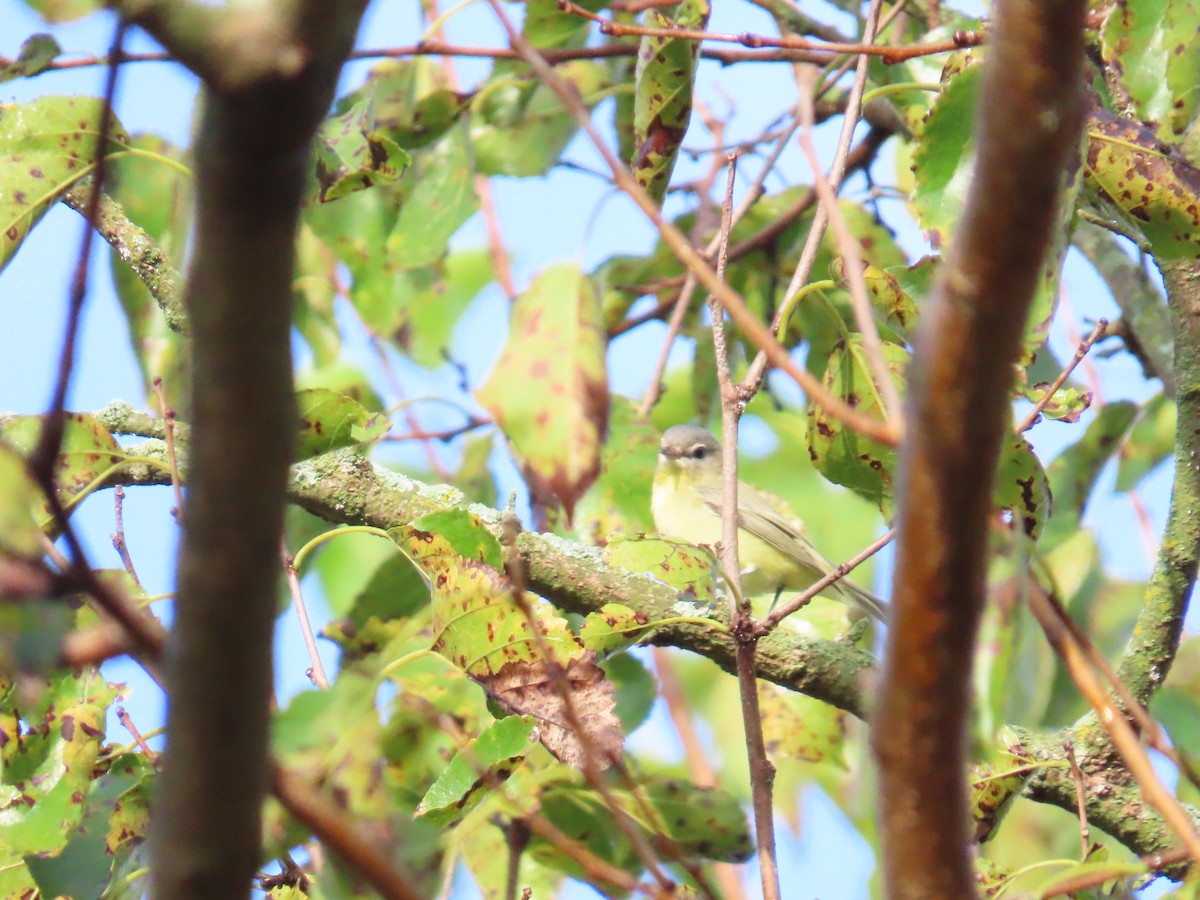 Philadelphia Vireo - ML642535378