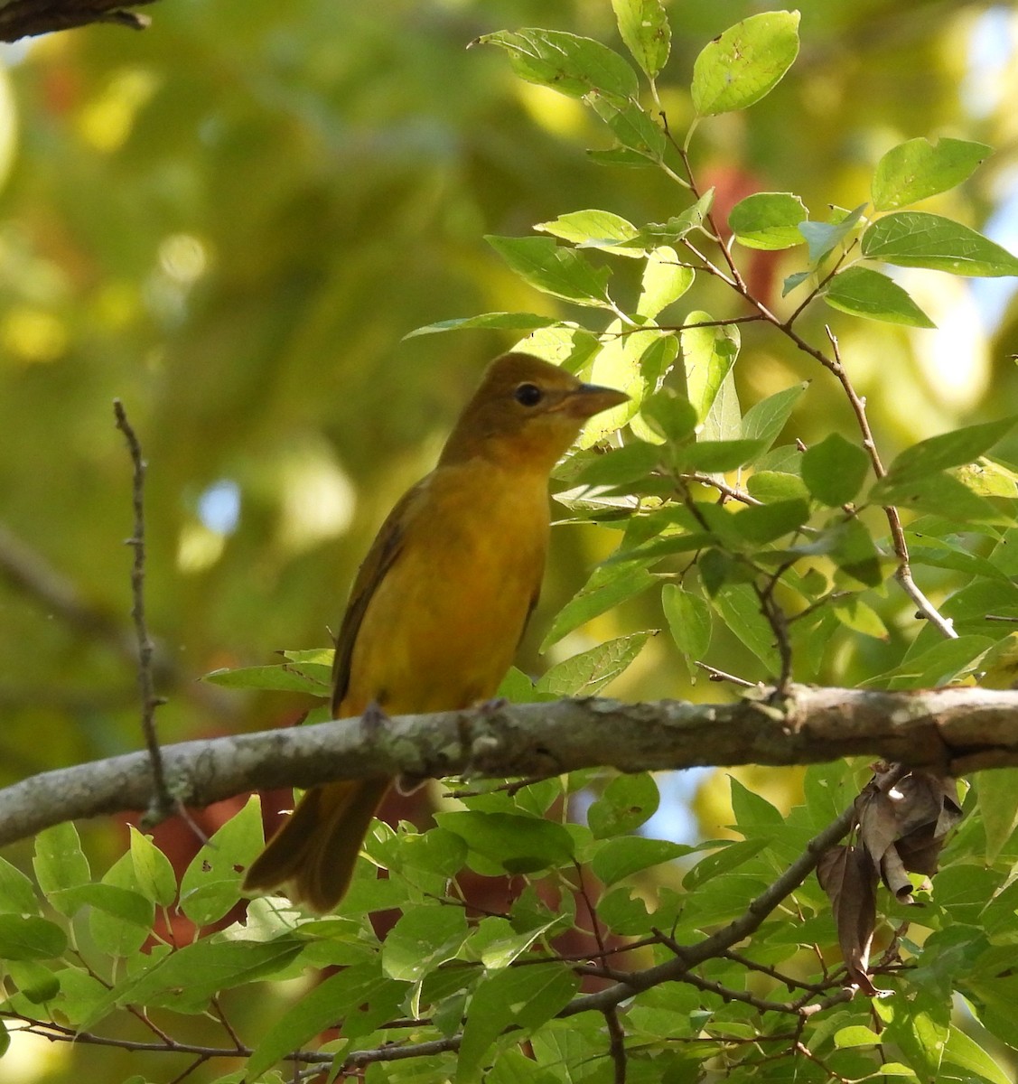 Summer Tanager - ML642535387
