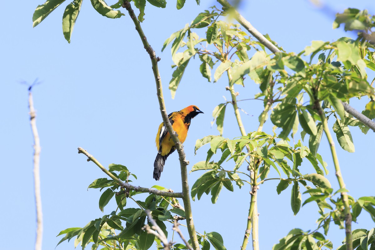 Spot-breasted Oriole - ML642535400