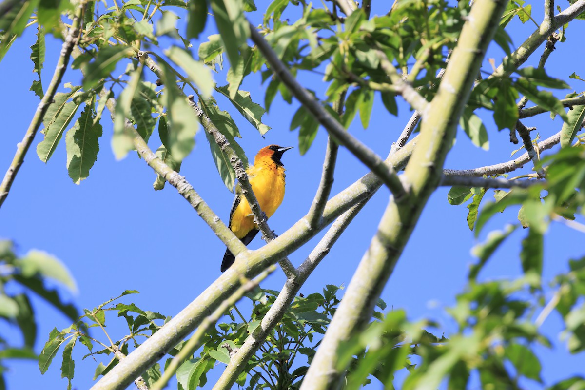 Spot-breasted Oriole - ML642535406