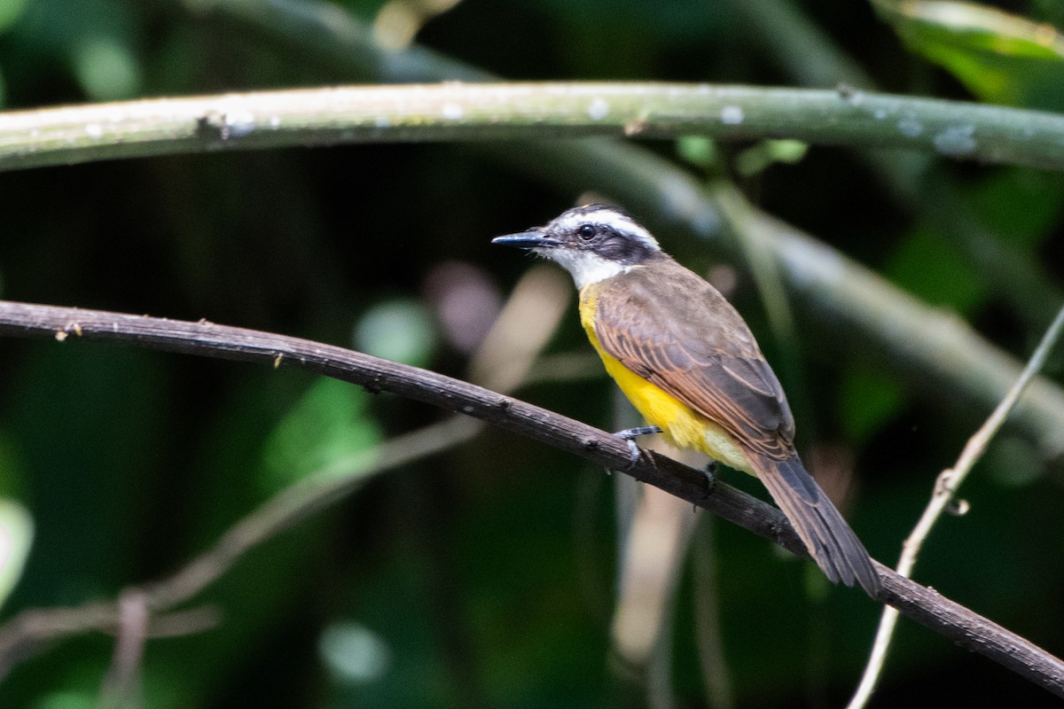 Lesser Kiskadee - ML642535421