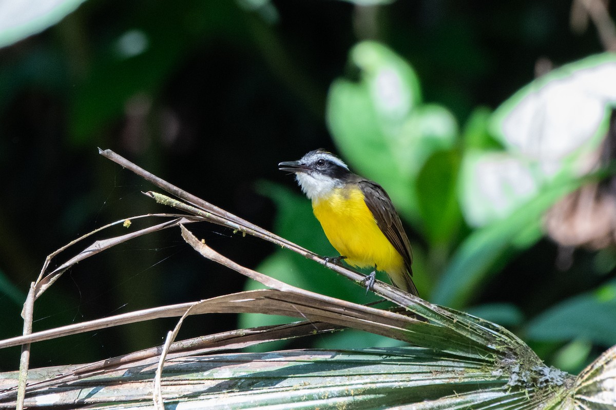 Lesser Kiskadee - ML642535422