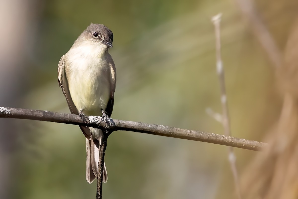 Eastern Phoebe - ML642535426