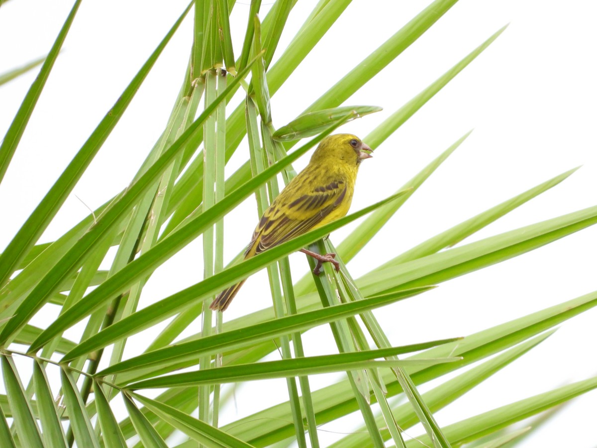 Western Citril - ML642535435