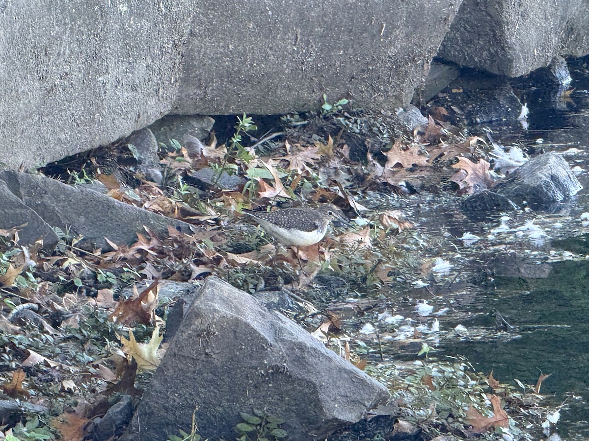 Solitary Sandpiper - ML642535439