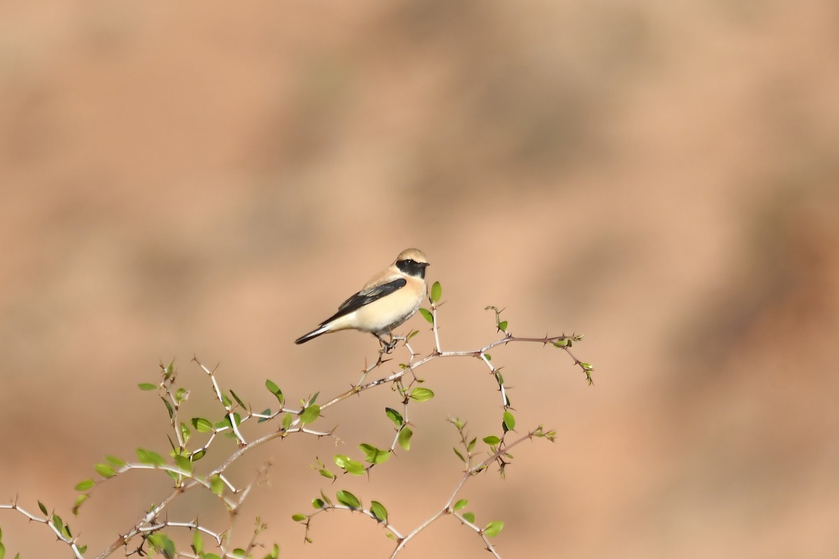 Western Black-eared Wheatear - ML642535451
