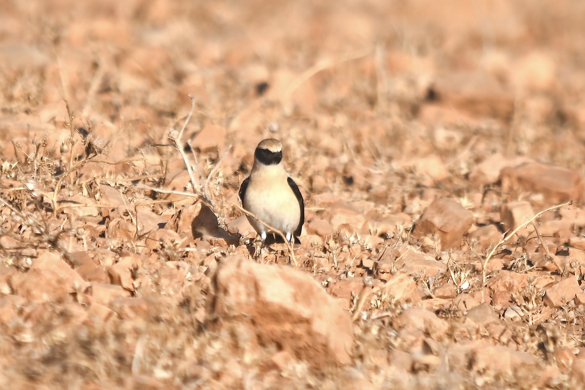 Western Black-eared Wheatear - ML642535453