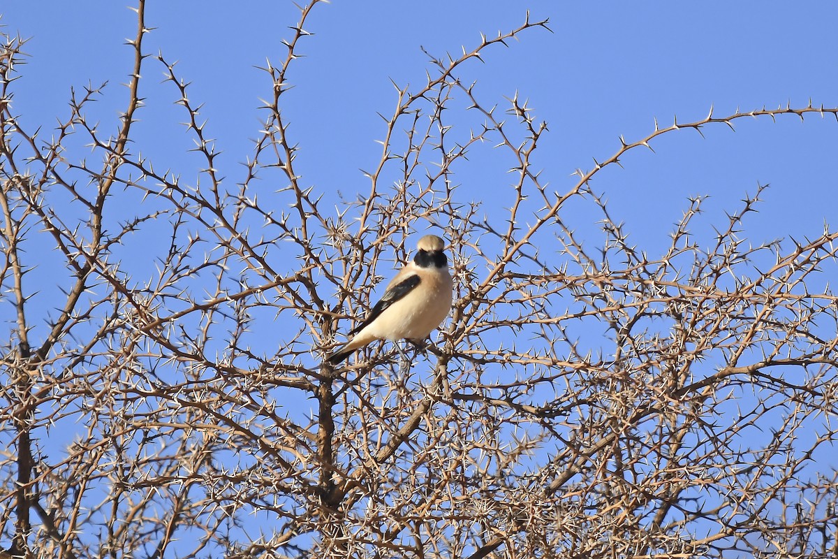 Western Black-eared Wheatear - ML642535455