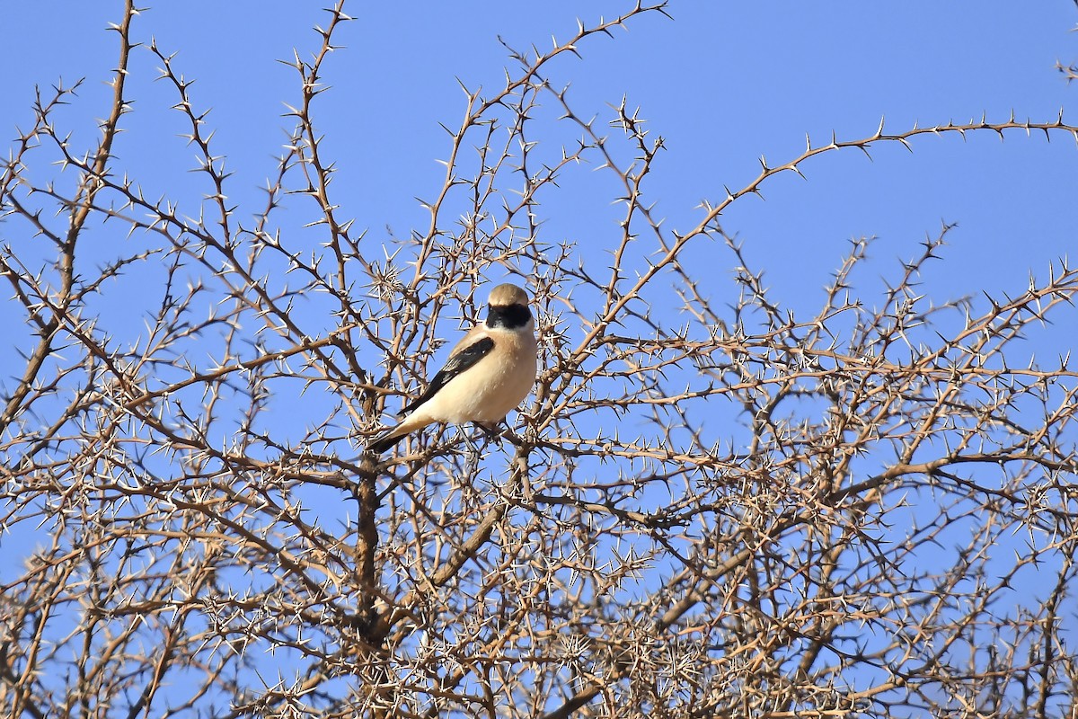 Western Black-eared Wheatear - ML642535456