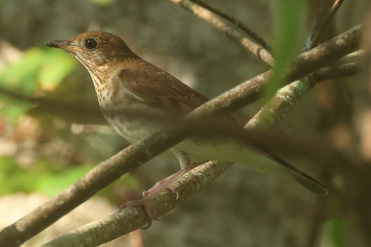 Veery - ML642535470