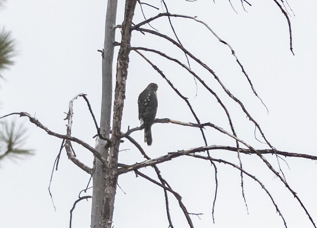 Accipitrine hawk sp. (former Accipiter sp.) - ML642535471