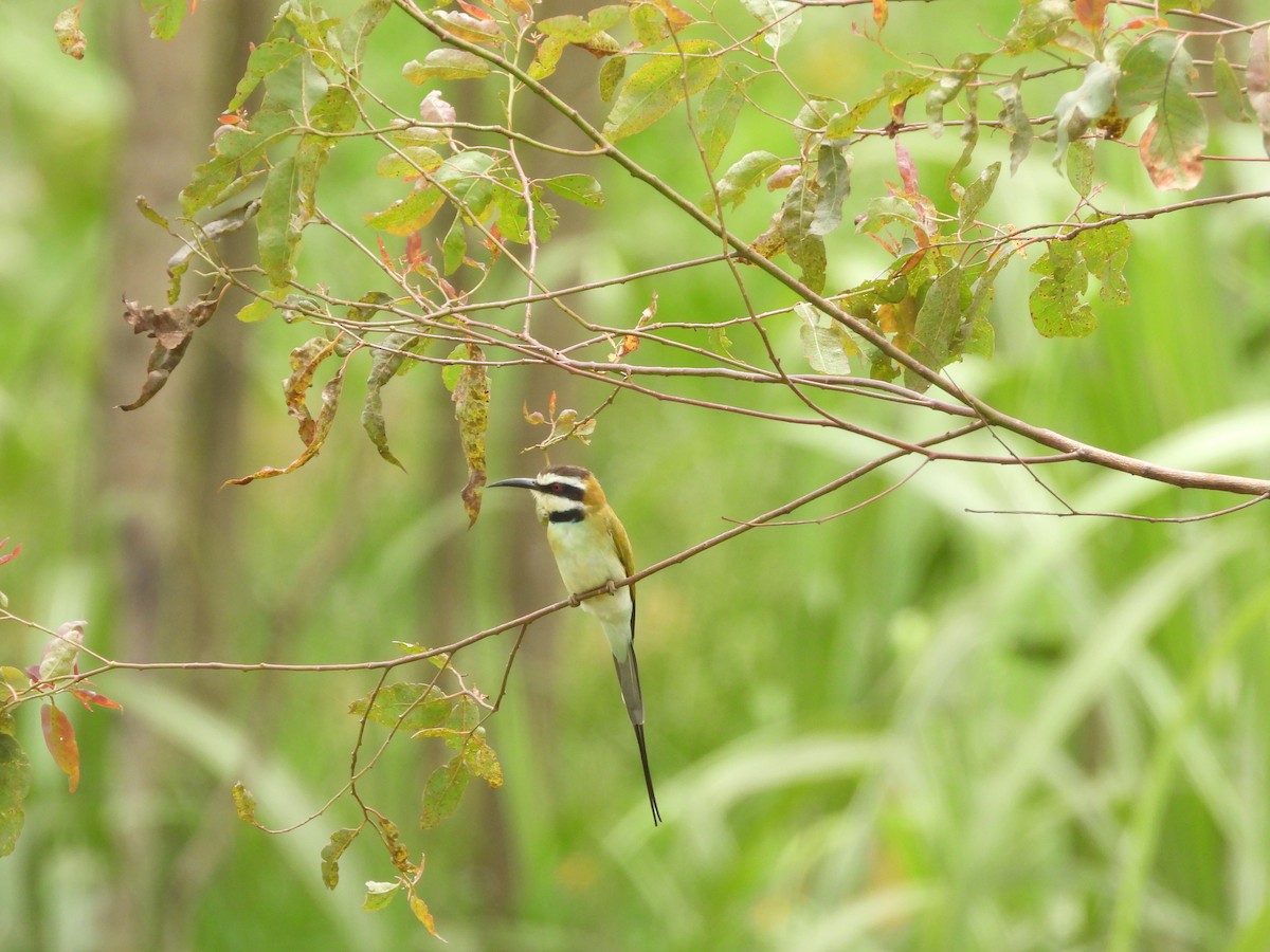 White-throated Bee-eater - ML642535487