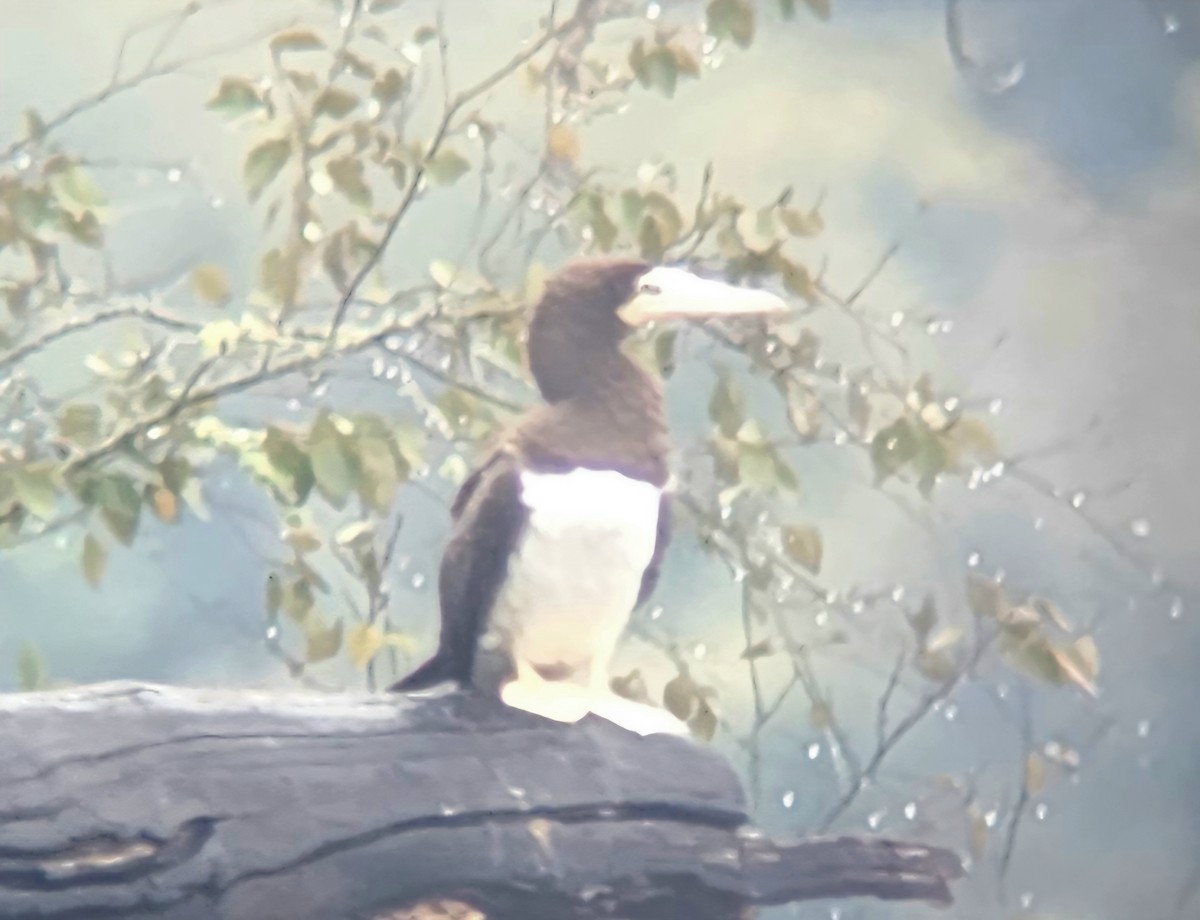 Brown Booby - ML642535488