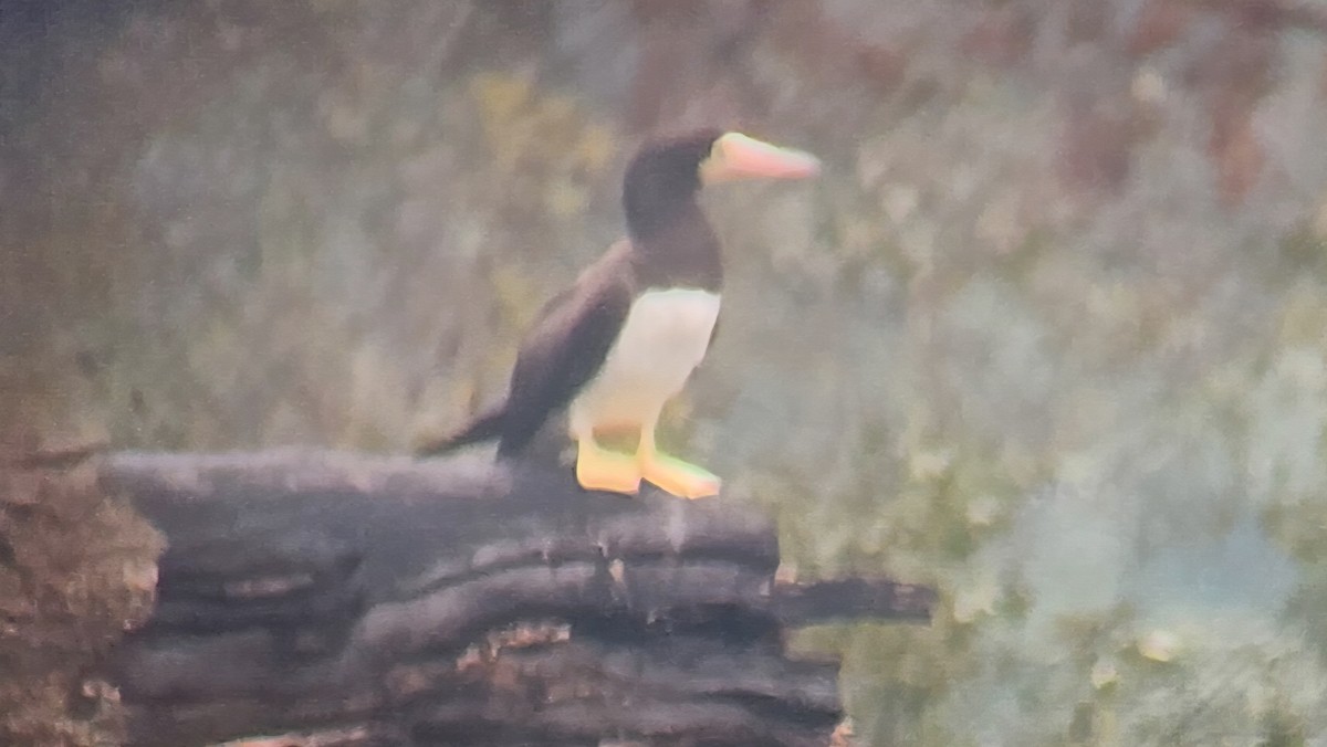 Brown Booby - ML642535489