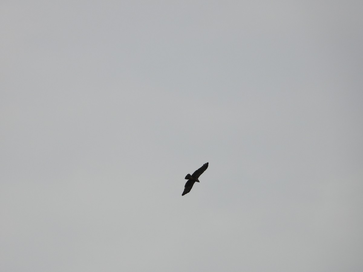 African Harrier-Hawk - ML642535497