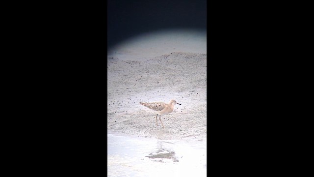 Combattant varié - ML642535564