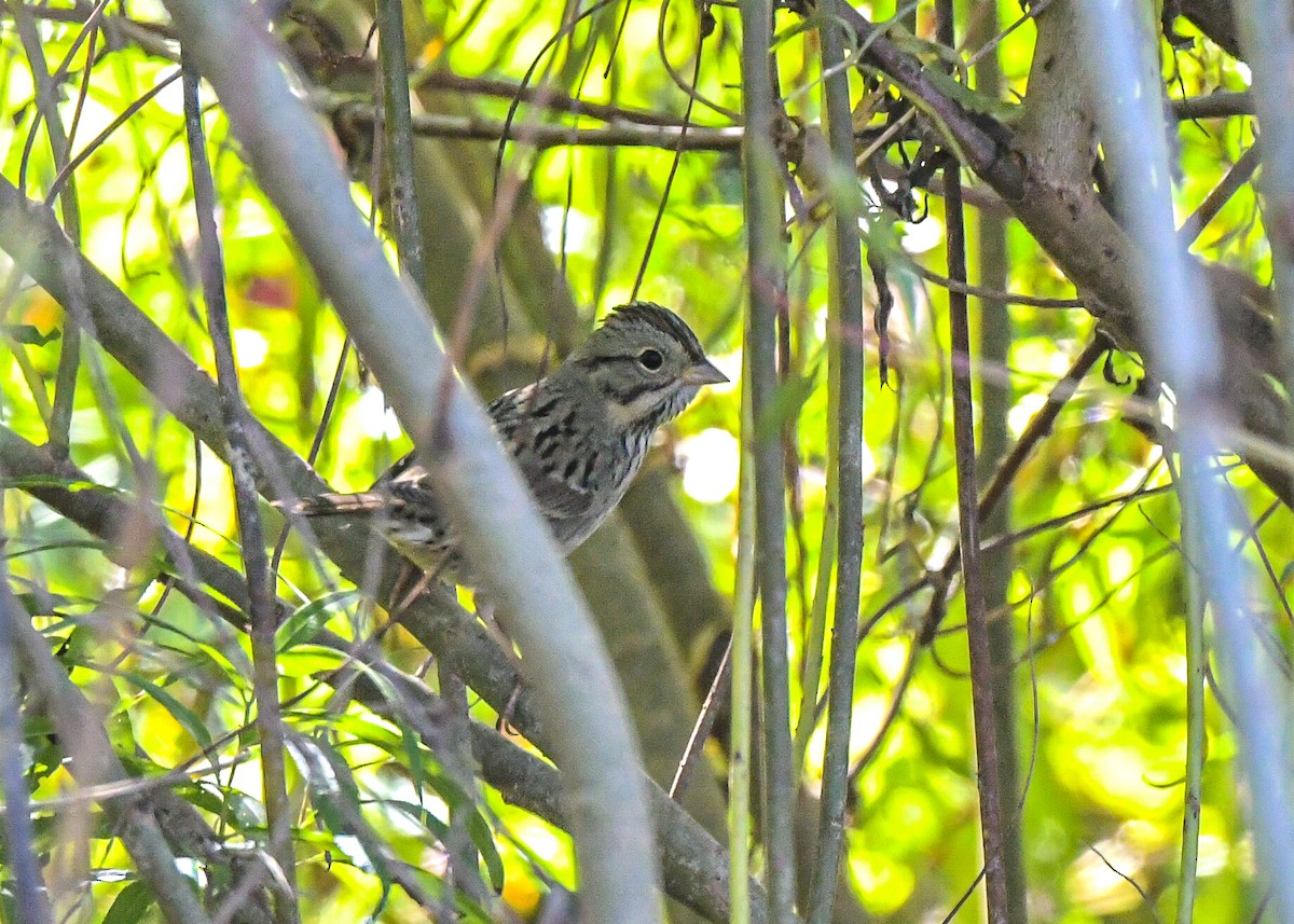 Lincoln's Sparrow - ML642535595