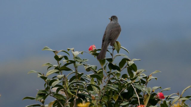 Brown-eared Bulbul - ML642535596