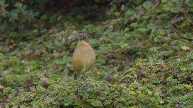 Tawny Antpitta - ML642535614