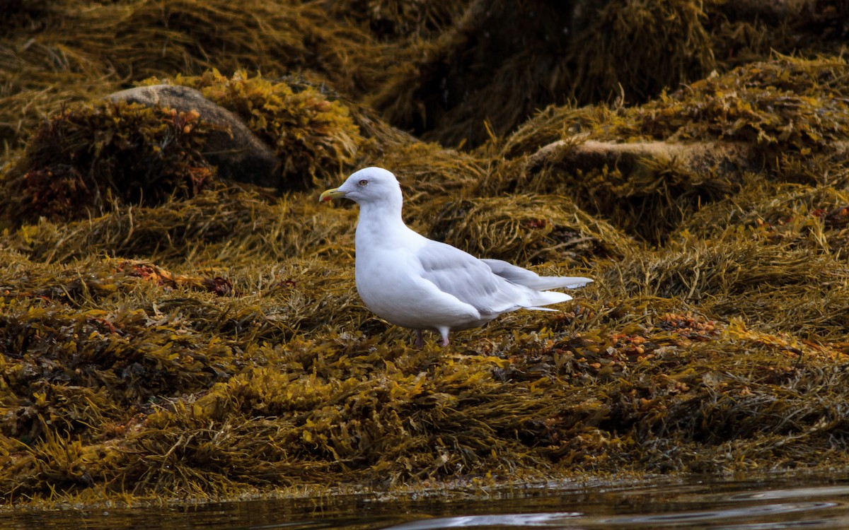 Goéland arctique - ML642535691