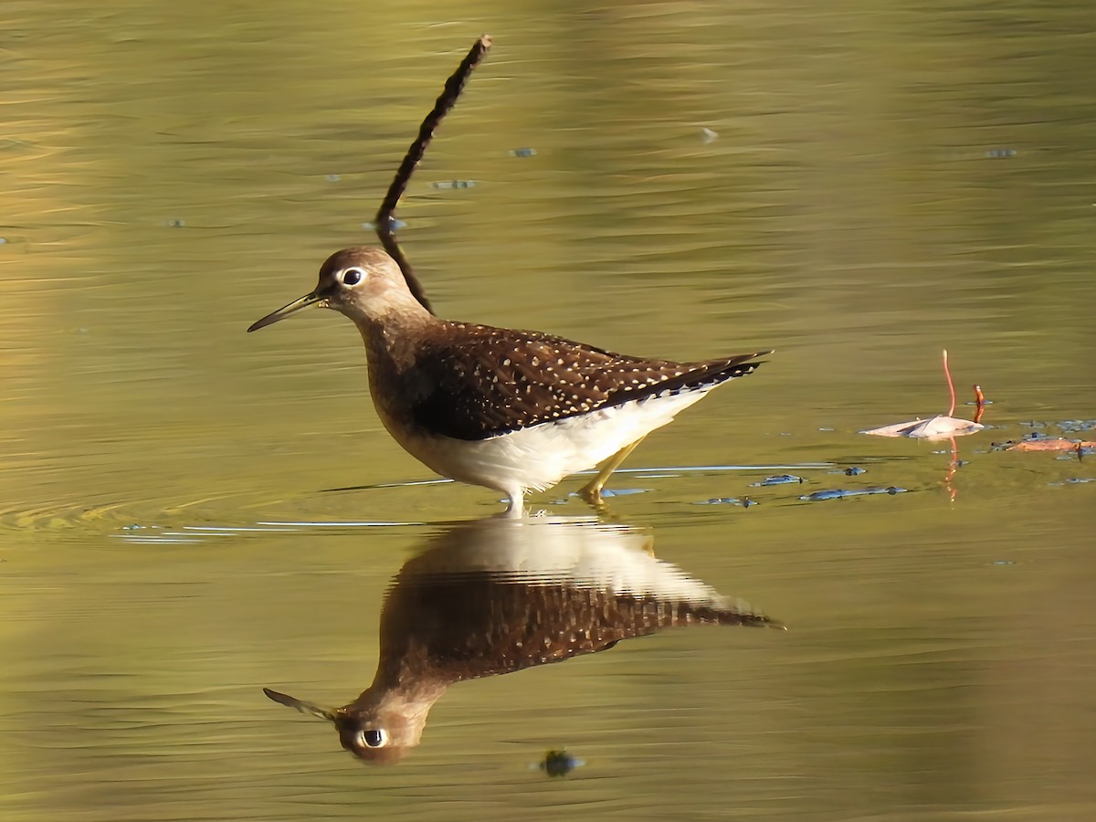 Solitary Sandpiper - ML642535713