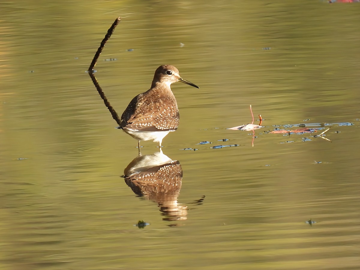 Solitary Sandpiper - ML642535714