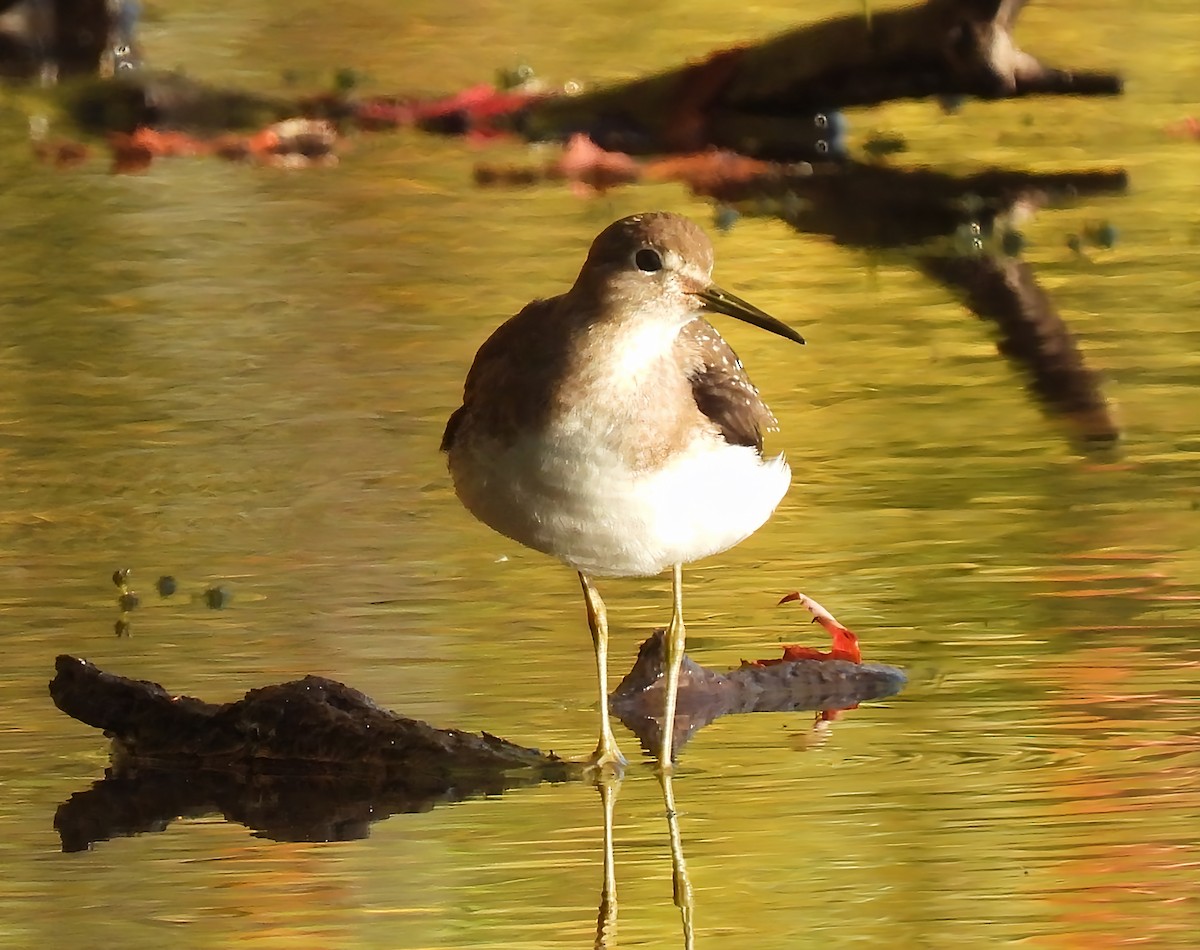 Solitary Sandpiper - ML642535715