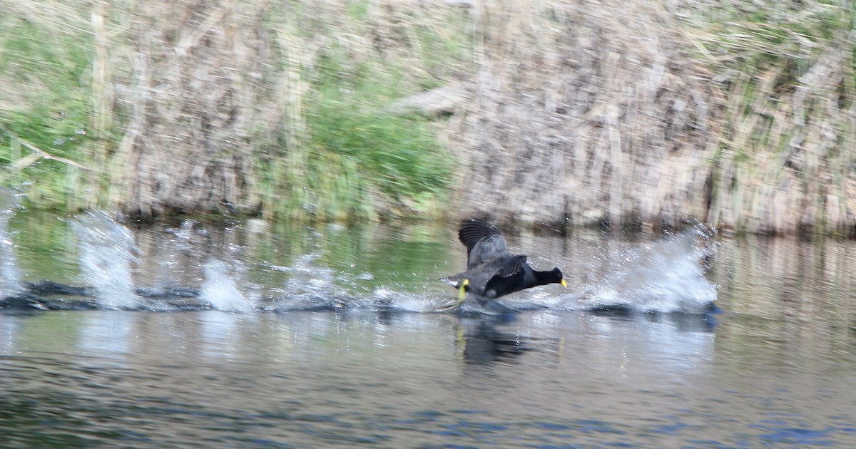 Red-gartered Coot - ML642535724