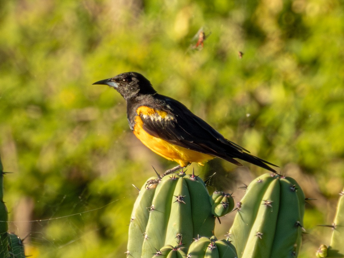 Black-vented Oriole - ML642535778