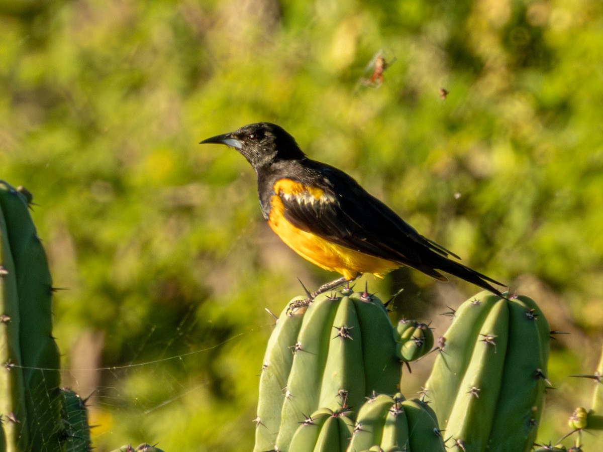 Black-vented Oriole - ML642535779
