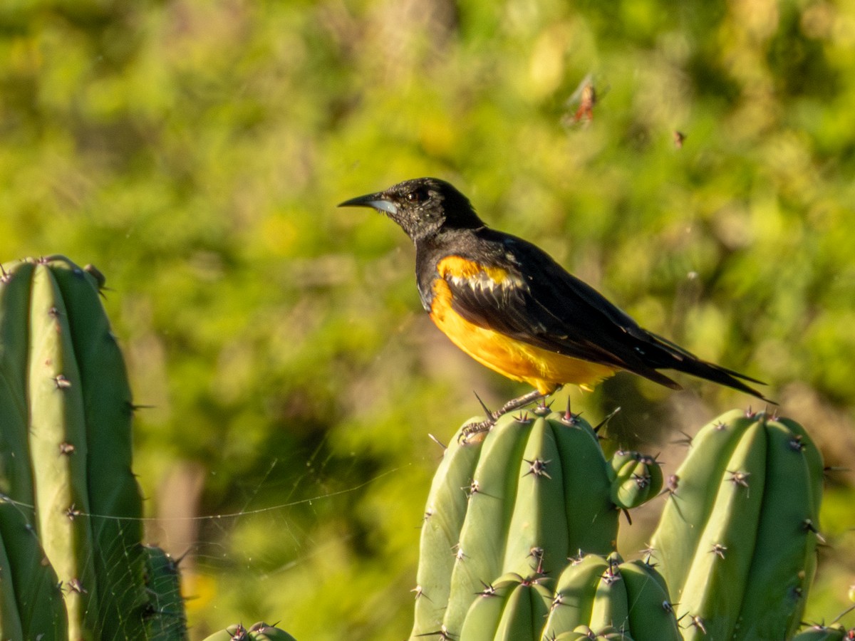 Black-vented Oriole - ML642535780