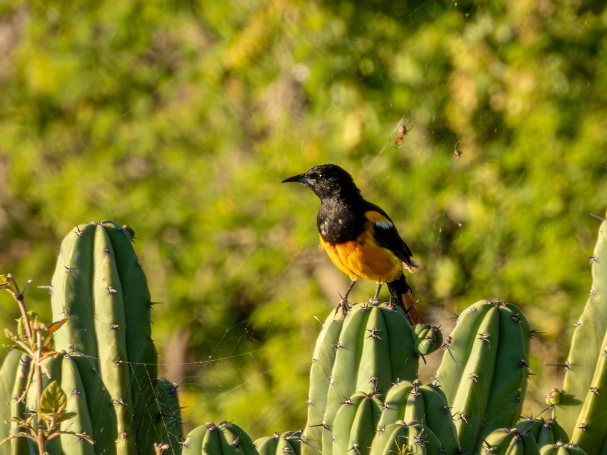 Black-vented Oriole - ML642535781