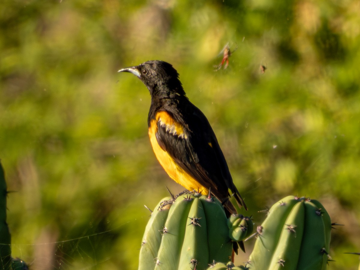 Black-vented Oriole - ML642535782