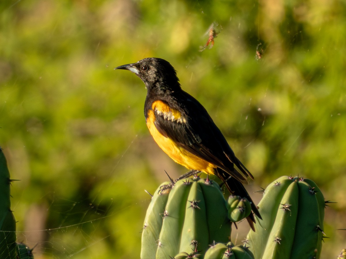 Black-vented Oriole - ML642535783